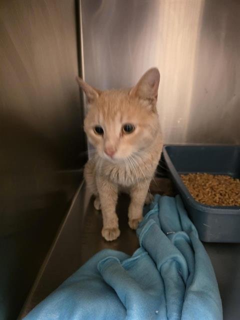 PICKLE - Domestic Short Hair available for adoption