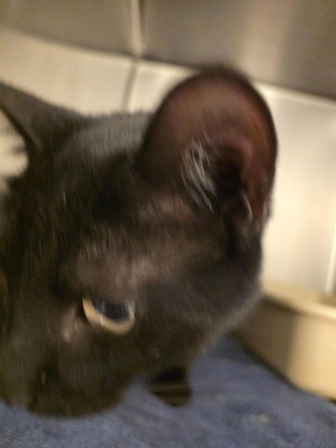 A124214 - Domestic Short Hair available for adoption