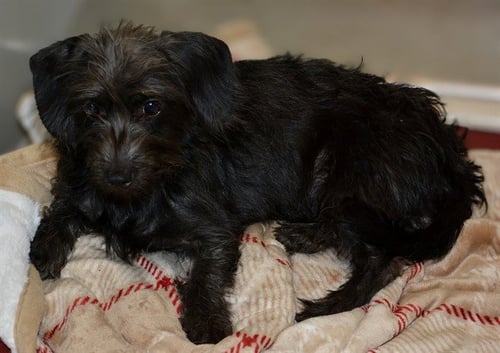 A123929 - Dachshund available for adoption