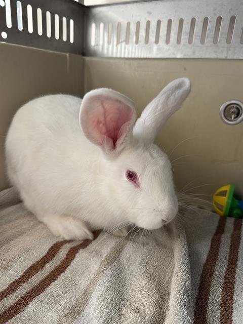 MR. BUMBLES - Shorthaired Rabbit available for adoption