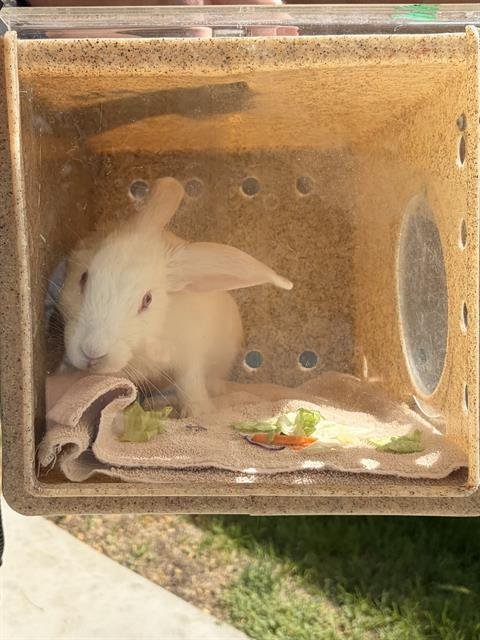 MR. BUMBLES - Shorthaired Rabbit available for adoption