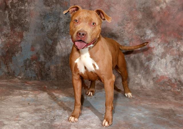 HAZEL - Pit Bull Terrier available for adoption