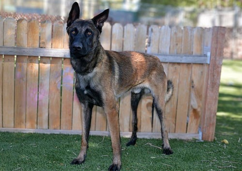 A123888 - Belgian Shepherd Malinois available for adoption