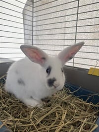LOCH NESS BUNSTER - Photo 1