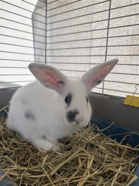 LOCH NESS BUNSTER - Shorthaired Rabbit available for adoption