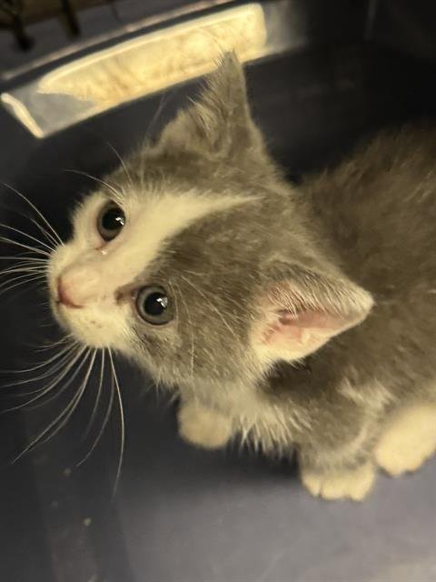 A123568 - Domestic Short Hair available for adoption