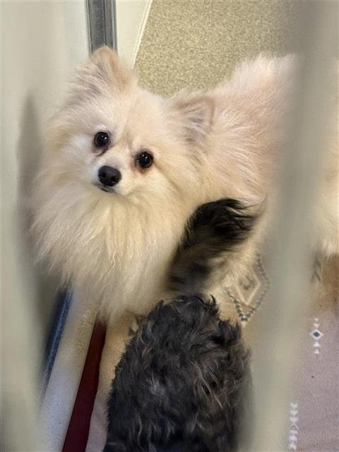 A124172 - Pomeranian available for adoption