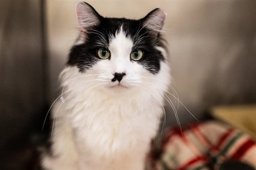 TONI - Domestic Short Hair available for adoption