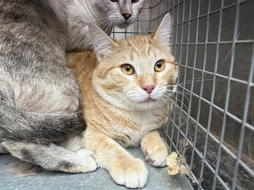 CHESTER - Domestic Short Hair available for adoption
