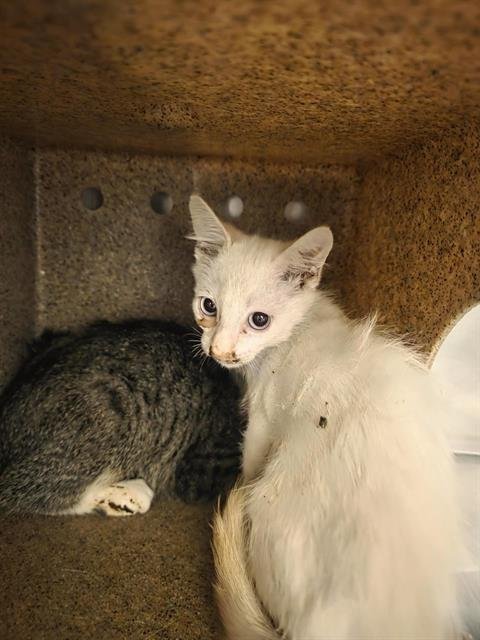 A123405 - Siamese available for adoption