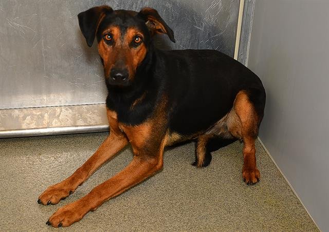 DWIGHT - Doberman Pinscher available for adoption