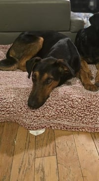 DWIGHT - Photo 1
