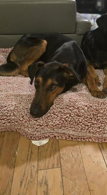 DWIGHT - Doberman Pinscher / German Shepherd Dog available for adoption