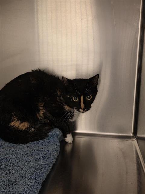 GRIMHELDA - Domestic Short Hair available for adoption