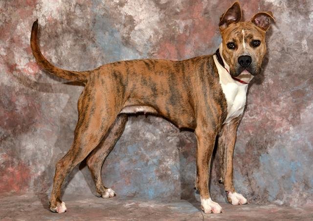 SONNET - Pit Bull Terrier available for adoption