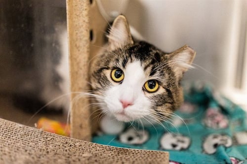 JUST HAROLD - Domestic Long Hair available for adoption