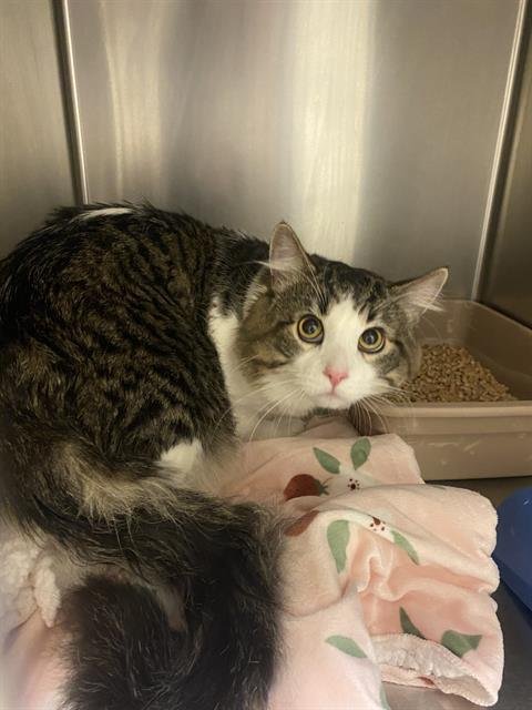 A123832 - Domestic Long Hair available for adoption