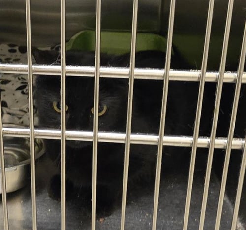 A124524 - Domestic Long Hair available for adoption