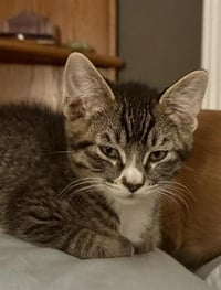 MARTY - Photo 1