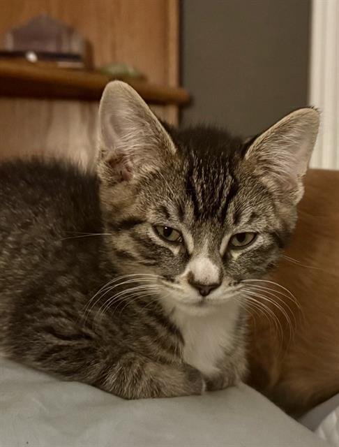 MARTY - Domestic Short Hair available for adoption