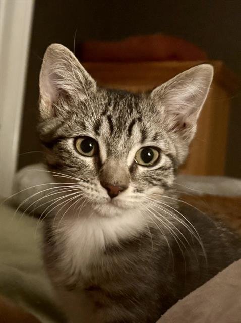 BABS - Domestic Short Hair available for adoption