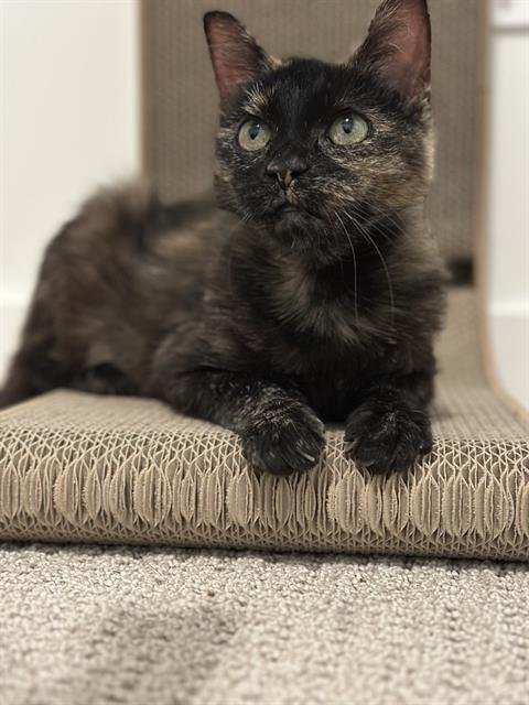 RAISINETTE Image
