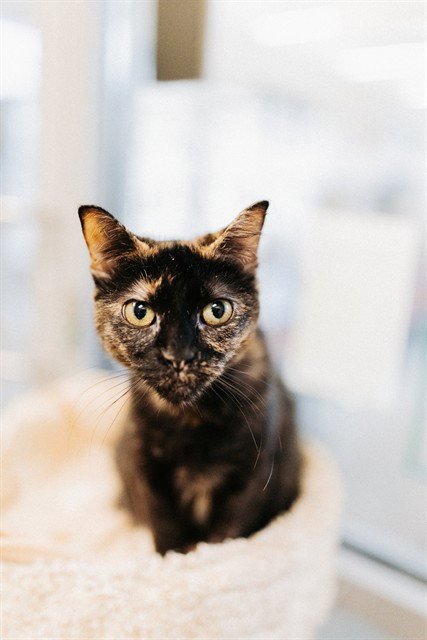 RAISINETTE - Domestic Short Hair available for adoption