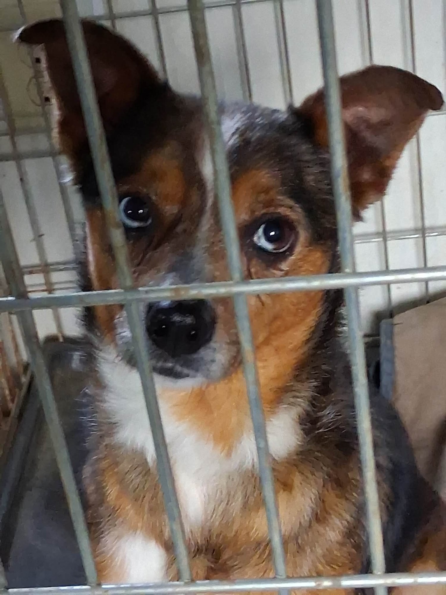 POPPY - Australian Shepherd available for adoption