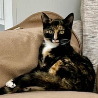 Lola (and Gina) (Adopted!) - Photo 3