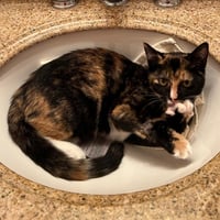 Lola (and Gina) (Adopted!) - Photo 2