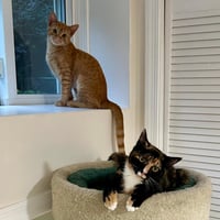 Lola (and Gina) (Adopted!) - Photo 4