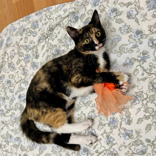 LOLA (AND GINA) (ADOPTED!) - Domestic Short Hair / Calico for adoption in Alexandria