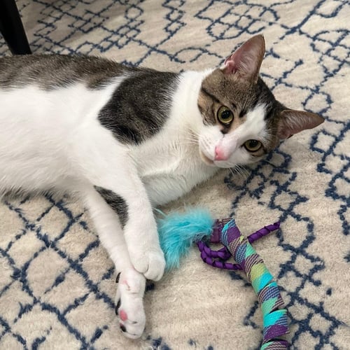 FELIPE - Domestic Short Hair / Tabby for adoption in Alexandria