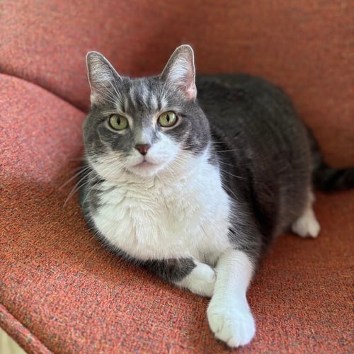 CELESTE - Domestic Short Hair / Tabby available for adoption