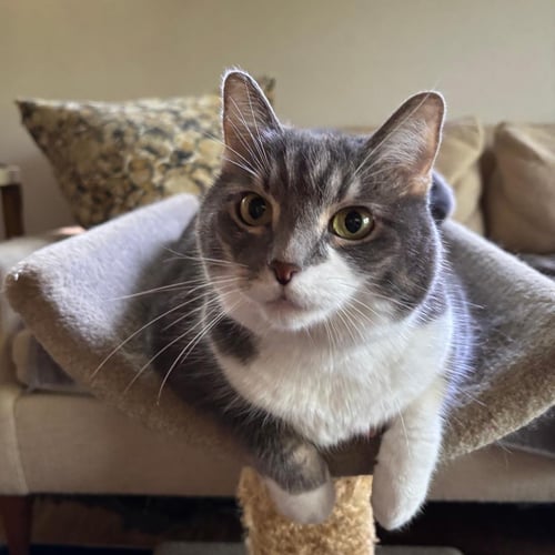 CELESTE - Domestic Short Hair / Tabby for adoption in Alexandria