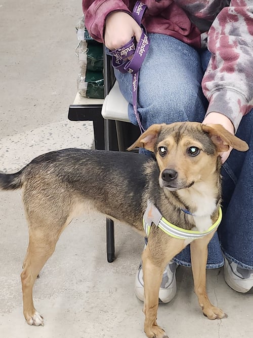 PENNY - Beagle available for adoption