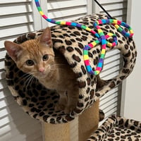 Gina (Adopted!) - Photo 1