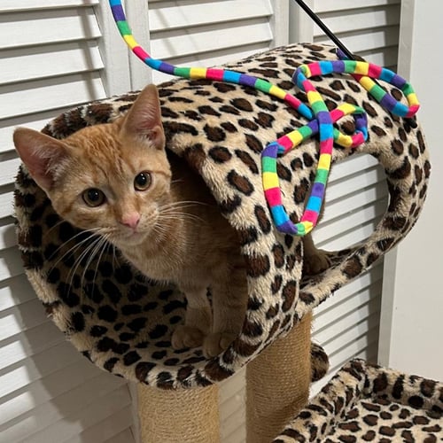 GINA (AND LOLA) (ADOPTED!) - Domestic Short Hair for adoption in Alexandria
