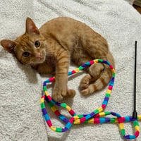 Gina (Adopted!) - Photo 4