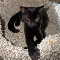 Pantera (and Tigress) - Photo 1