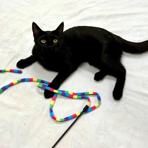 PANTERA (AND TIGRESS) - Domestic Short Hair available for adoption