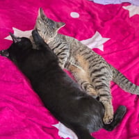 Pantera (and Tigress) - Photo 3