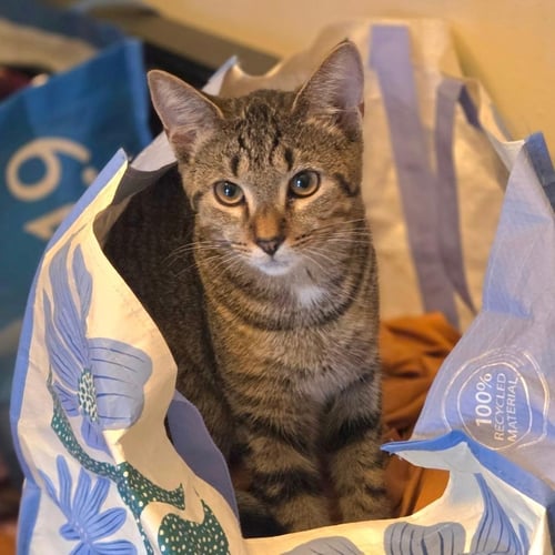 TIGRESS AND PANTERA - Domestic Short Hair / Tabby for adoption in Alexandria