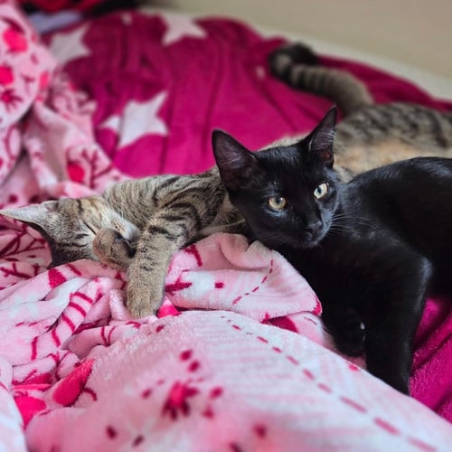 TIGRESS (AND PANTERA) - Domestic Short Hair / Tabby available for adoption