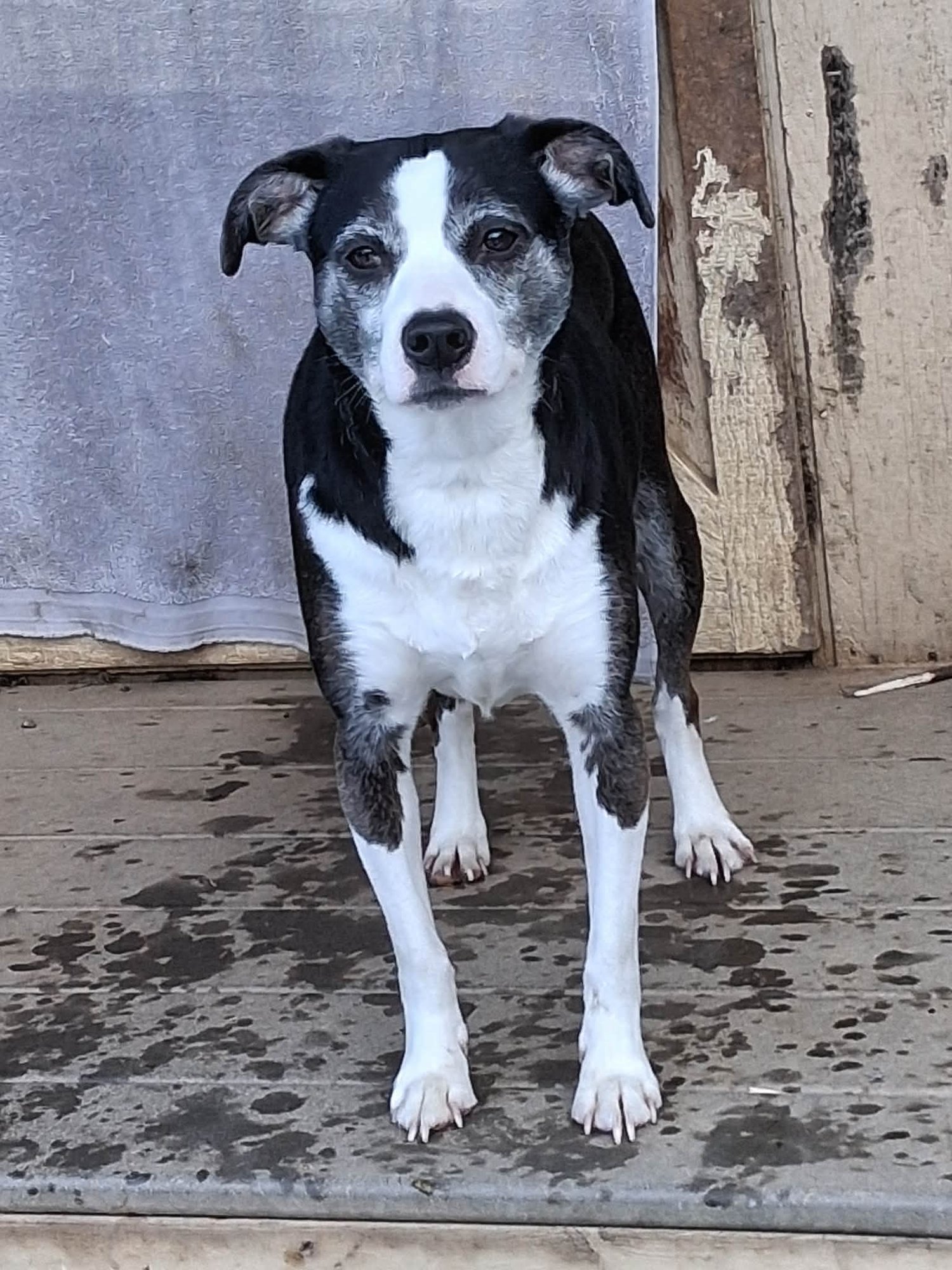 MINDY - Unknown available for adoption