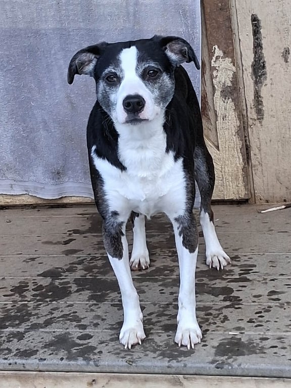 Mindy Image