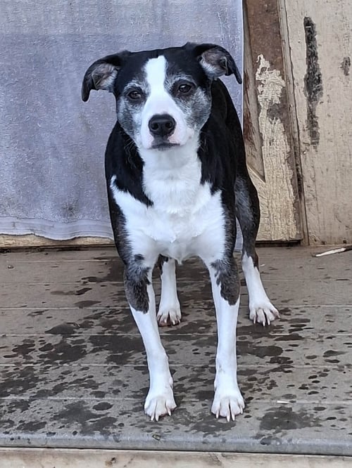 MINDY - Unknown available for adoption