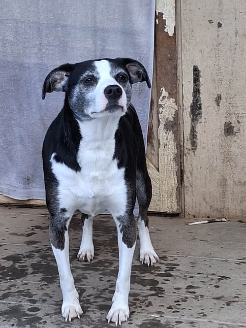MINDY - Unknown available for adoption