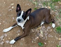 Benji - Photo 6