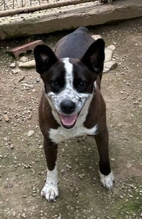 Benji - Photo 2
